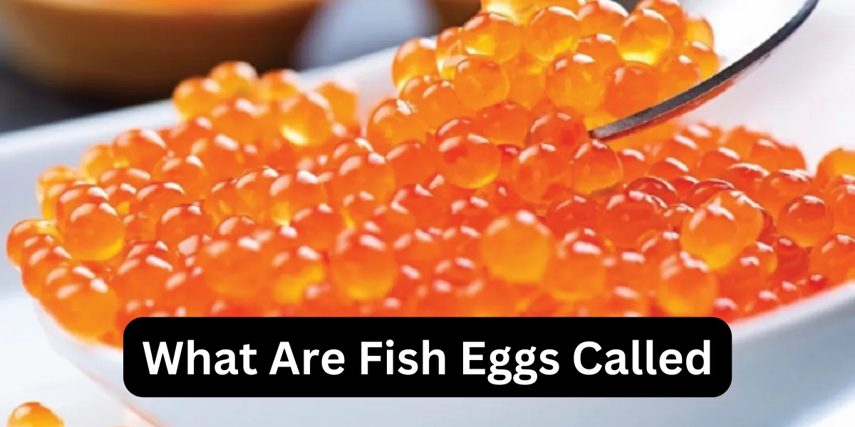 What Are Fish Eggs Called
