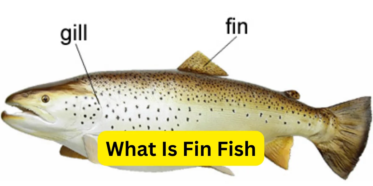 What Is Fin Fish